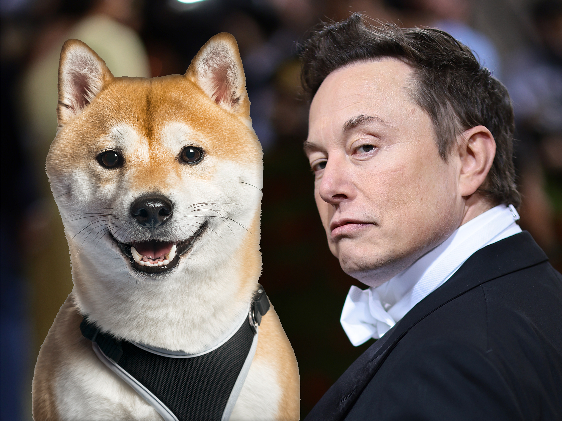 Elon Musk’s support helps Dogecoin gain more than 15% amid slow market recovery
